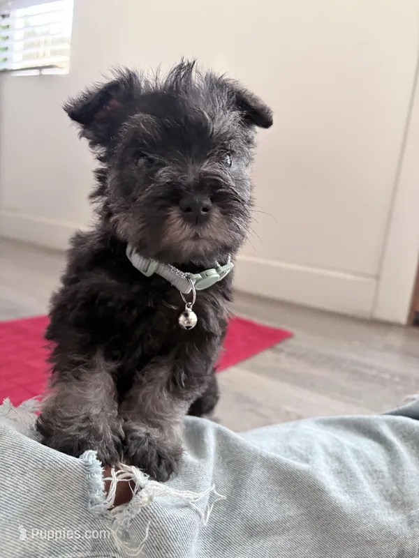 Rosita – Miniature Schnauzer puppy for sale in Downey, CA