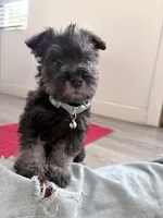 Rosita, a female Miniature Schnauzer for sale in Downey, CA – Photo 1 of 3