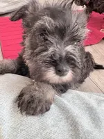 Rosita, a female Miniature Schnauzer for sale in Downey, CA – Photo 2 of 3