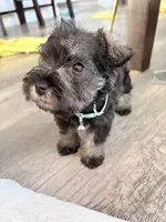Rosita, a female Miniature Schnauzer for sale in Downey, CA – Photo 3 of 3