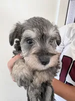Dugie, a male Miniature Schnauzer for sale in Downey, CA – 2 of 2