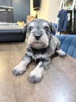 Spot, a female Miniature Schnauzer for sale in Downey, CA – Photo 3 of 4