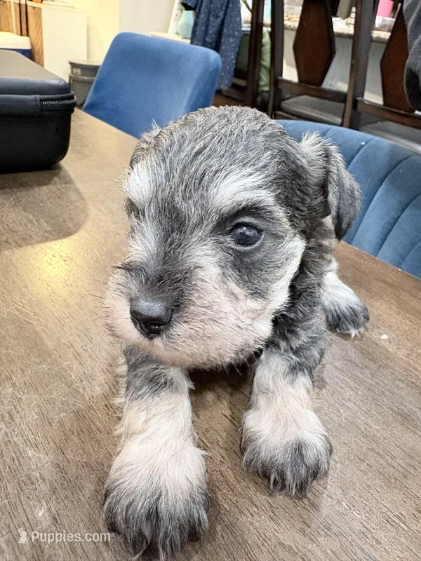 Spot – Miniature Schnauzer puppy for sale in Downey, CA