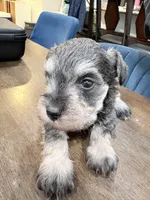 Spot, a female Miniature Schnauzer for sale in Downey, CA – Photo 1 of 4
