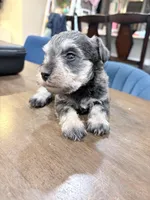 Spot, a female Miniature Schnauzer for sale in Downey, CA – Photo 4 of 4