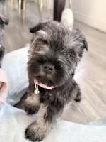 Nala, a female Miniature Schnauzer for sale in Downey, CA – Photo 3 of 4