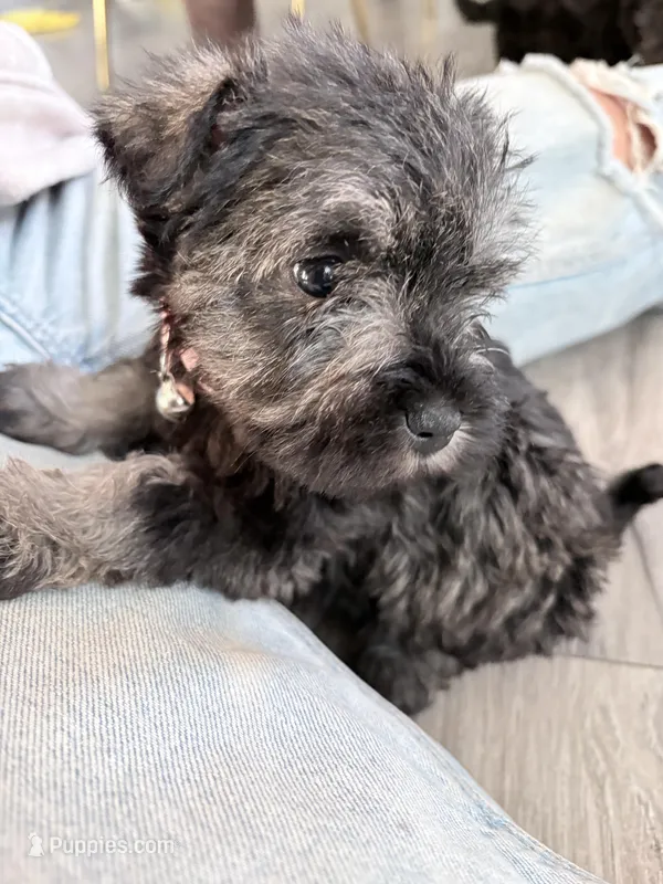 Nala – Miniature Schnauzer puppy for sale in Downey, CA