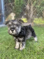 Quimby, a male Miniature Schnauzer for sale in Downey, CA – 1 of 1