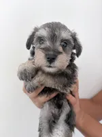 Dugie, a male Miniature Schnauzer for sale in Downey, CA – 1 of 2