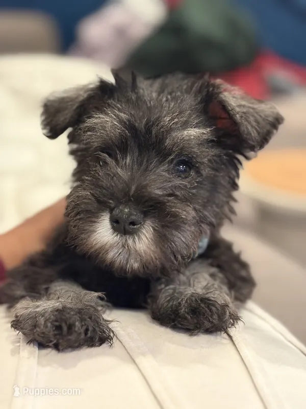 Cheekie – Miniature Schnauzer puppy for sale in Downey, CA