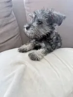 Violet , a female Miniature Schnauzer for sale in Downey, CA – 2 of 2