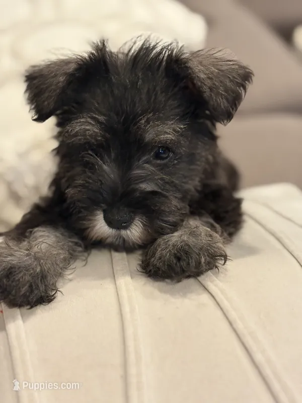 Serenity – Miniature Schnauzer puppy for sale in Downey, CA