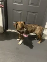 Bella , a female Boxer for sale in Boynton Beach, FL – 2 of 4