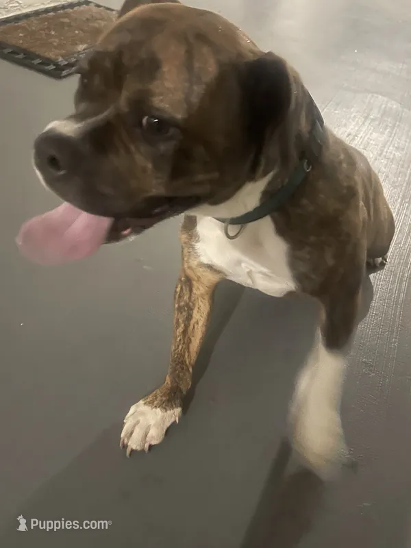 Bella  – Boxer puppy for sale in Boynton Beach, FL