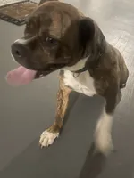 Bella , a female Boxer for sale in Boynton Beach, FL – 1 of 4