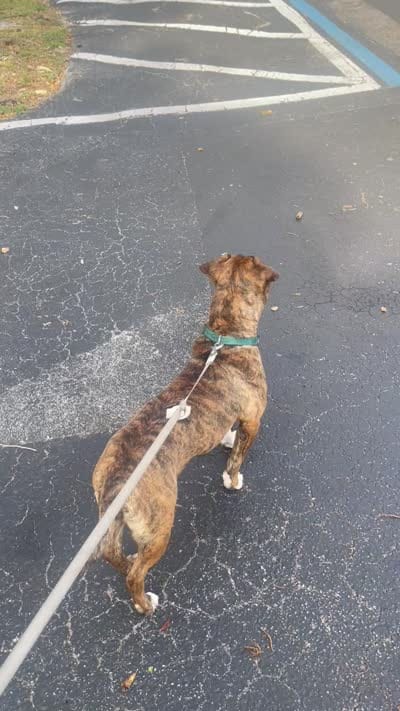 Bella , a female Boxer for sale in Boynton Beach, FL – 3 of 4