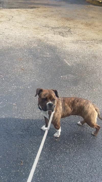 Bella , a female Boxer for sale in Boynton Beach, FL – 4 of 4