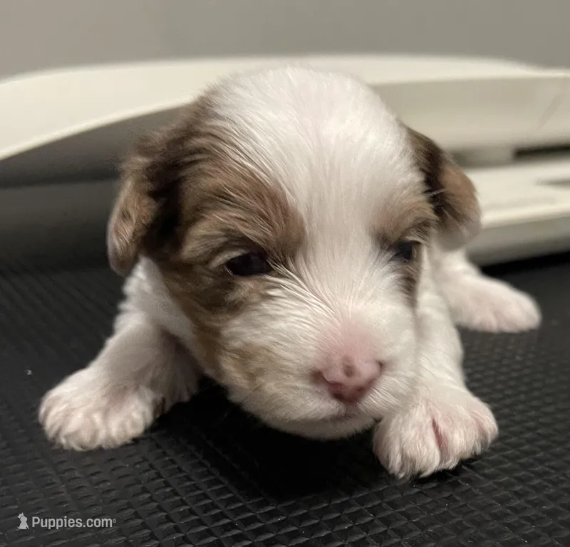 Merle girl  – Yorkshire Terrier puppy for sale in Norfolk, VA
