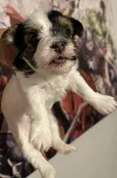 Parti girl , a female Yorkshire Terrier for sale in Norfolk, VA – Photo 3 of 3