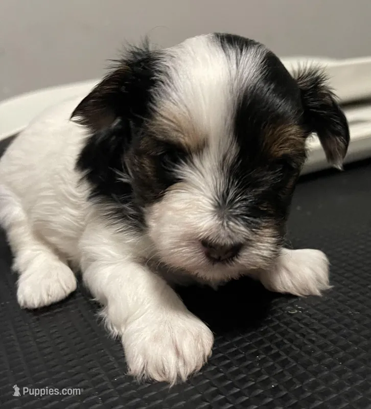 Parti girl  – Yorkshire Terrier puppy for sale in Norfolk, VA