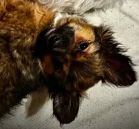 Duke , a male Pomchi for sale in Spokane, WA – 1 of 2