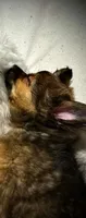 Duke , a male Pomchi for sale in Spokane, WA – 2 of 2