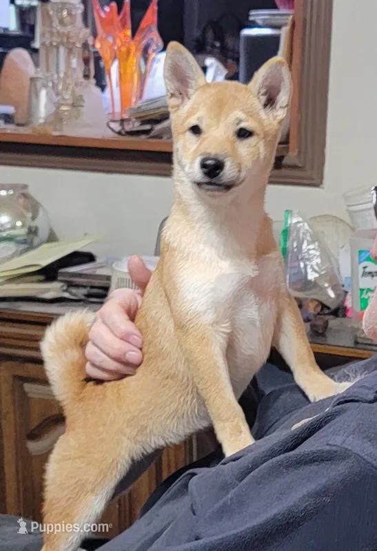 Pixie – Shiba Inu puppy for sale in Manito, IL