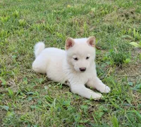 Jasper, a male Shiba Inu for sale in Manito, IL – 3 of 3