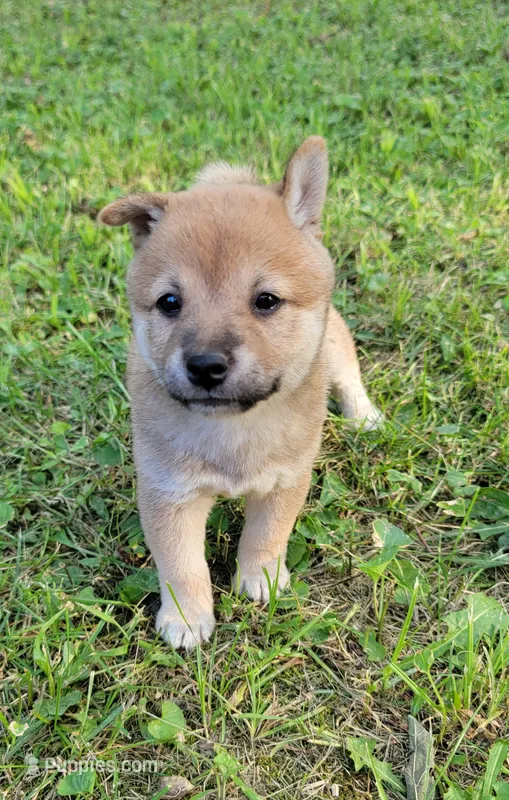 Pixie – Shiba Inu puppy for sale in Manito, IL