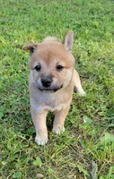 Pixie, a female Shiba Inu for sale in Manito, IL – 1 of 1
