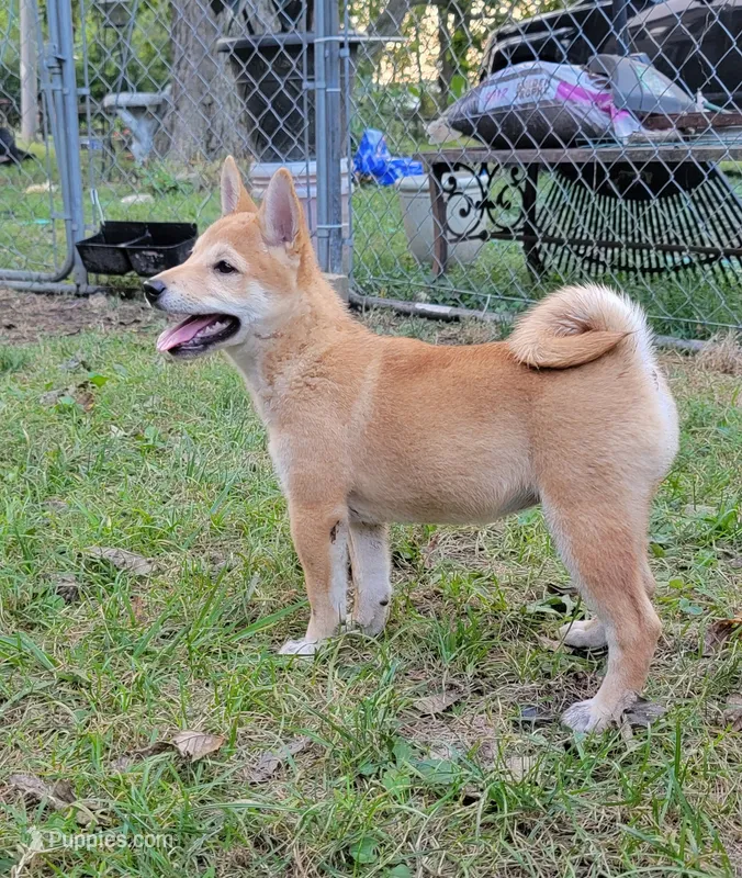 Ruby – Shiba Inu puppy for sale in Manito, IL