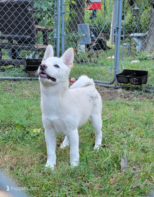 Teddy – Shiba Inu puppy for sale in Manito, IL