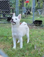 Teddy, a male Shiba Inu for sale in Manito, IL – 1 of 9