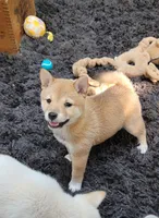 Ruby, a female Shiba Inu for sale in Manito, IL – 3 of 3