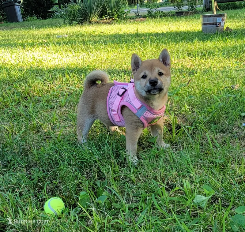 Pixie – Shiba Inu puppy for sale in Manito, IL