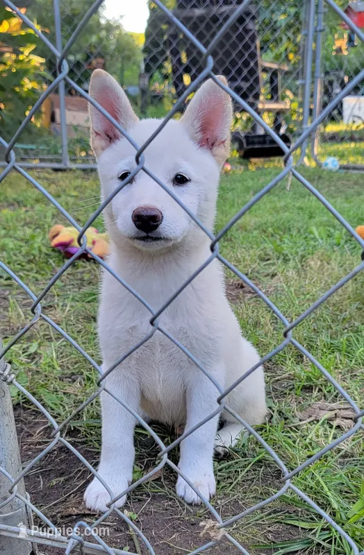 Teddy – Shiba Inu puppy for sale in Manito, IL