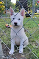 Teddy, a male Shiba Inu for sale in Manito, IL – 3 of 9