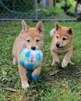 Pixie, a female Shiba Inu for sale in Manito, IL – 9 of 10