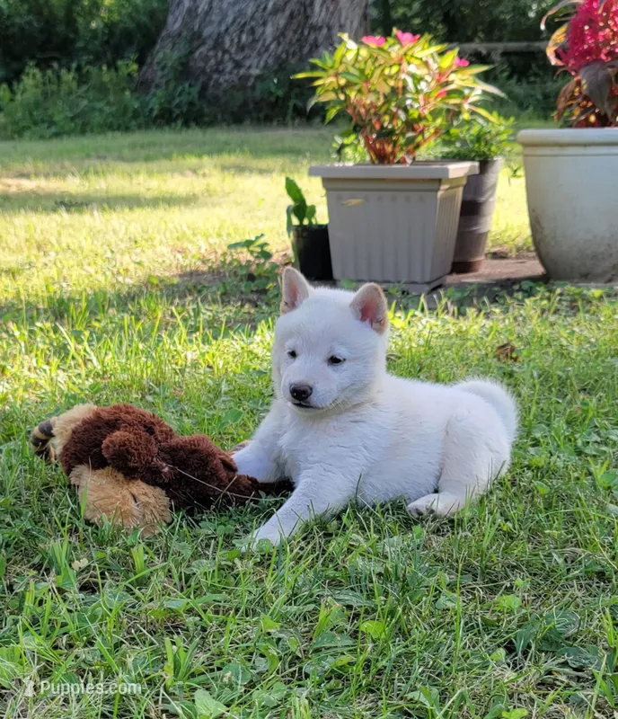 Teddy – Shiba Inu puppy for sale in Manito, IL