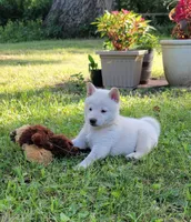 Teddy, a male Shiba Inu for sale in Manito, IL – 1 of 3