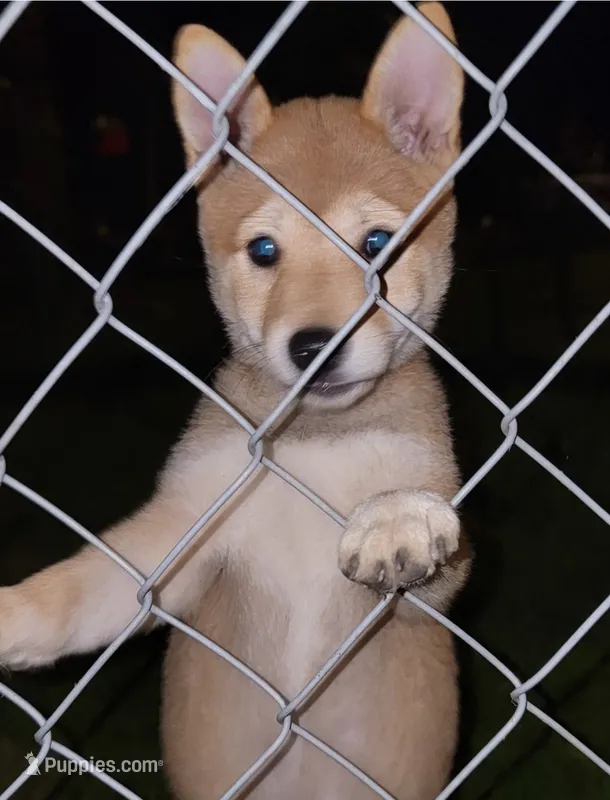 Ruby – Shiba Inu puppy for sale in Manito, IL