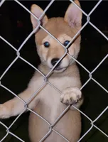 Ruby, a female Shiba Inu for sale in Manito, IL – 3 of 9