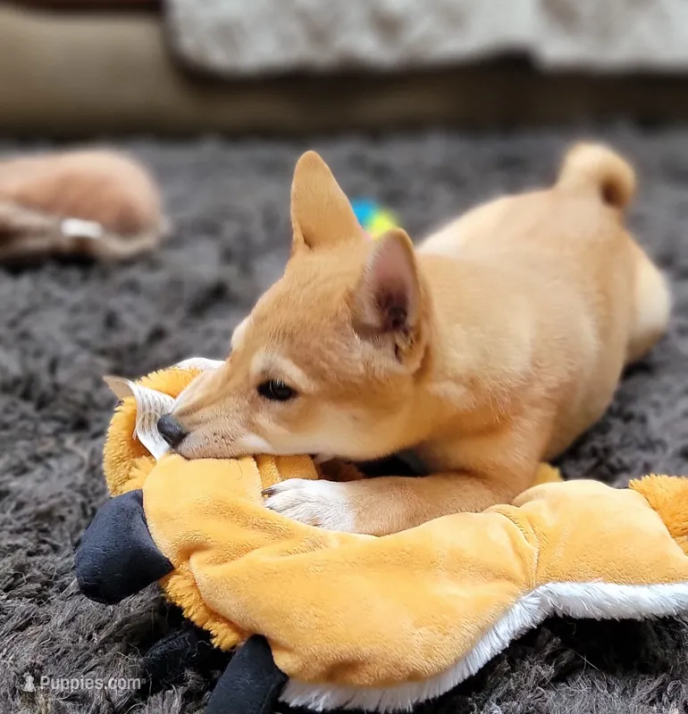 Ruby – Shiba Inu puppy for sale in Manito, IL