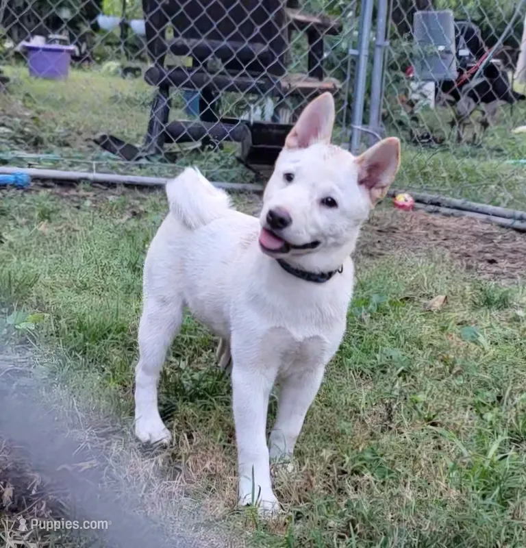 Jasper – Shiba Inu puppy for sale in Manito, IL