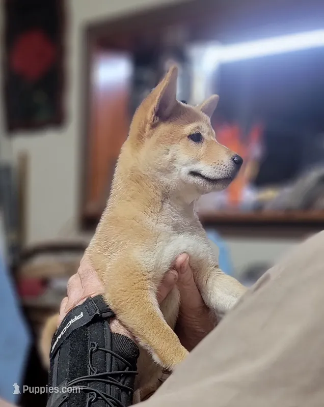 Ruby – Shiba Inu puppy for sale in Manito, IL