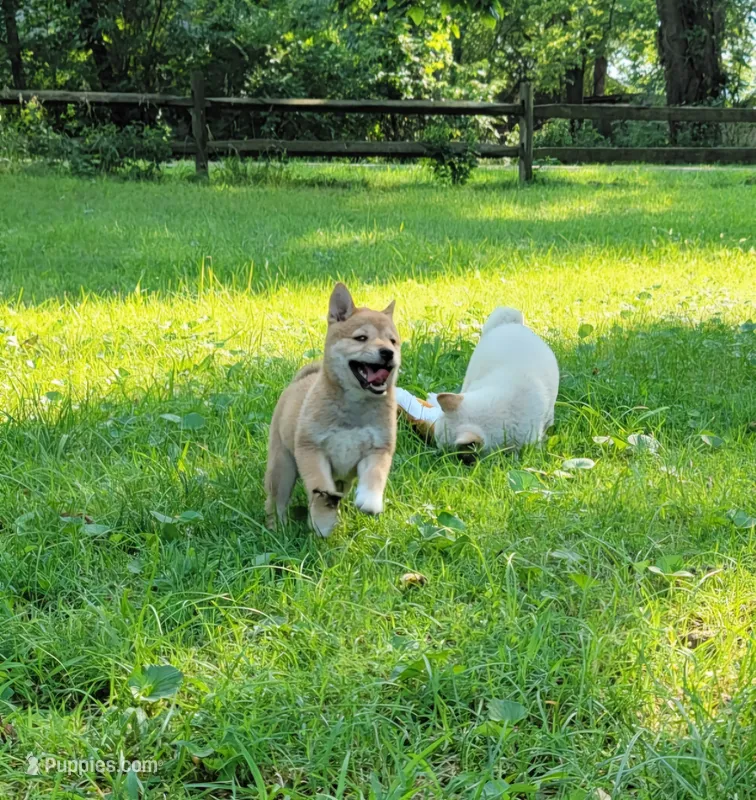 Pixie – Shiba Inu puppy for sale in Manito, IL