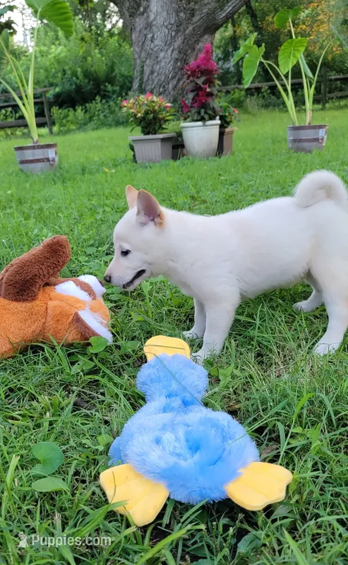 Jasper – Shiba Inu puppy for sale in Manito, IL