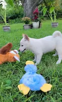 Jasper, a male Shiba Inu for sale in Manito, IL – 5 of 10