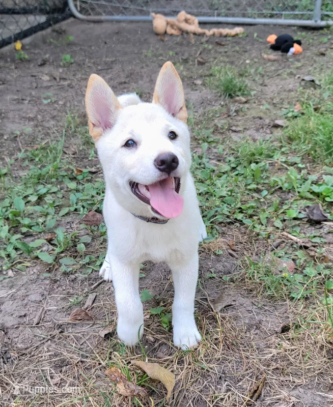 Jasper – Shiba Inu puppy for sale in Manito, IL
