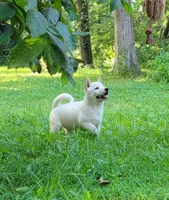 Jasper, a male Shiba Inu for sale in Manito, IL – 3 of 10